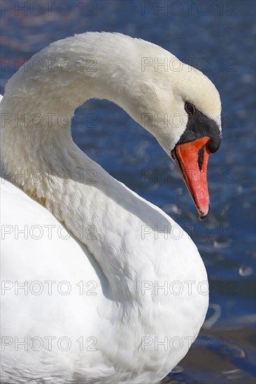 Mute swan (Cygnus olor)