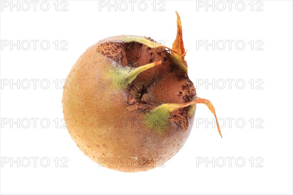 Common Medlar (Mespilus germanica)