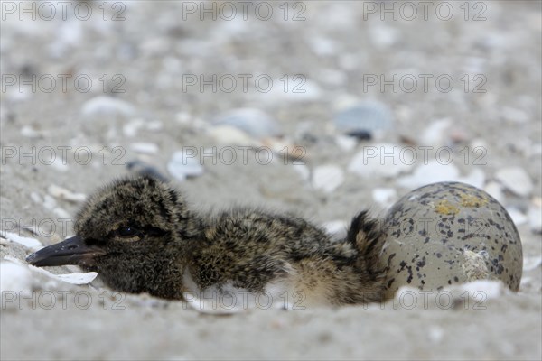 Eurasian Oystercatcher (Haematopus ostralegus)