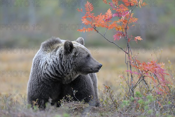 Brown Bear (Ursus arctos) in the autumnally coloured taiga or boreal forest in the last light