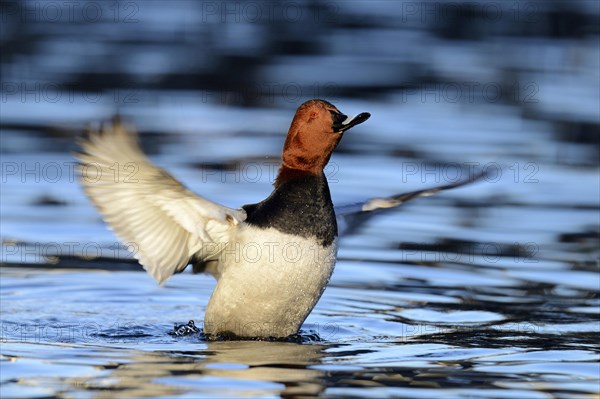 Common Pochard (Aythya ferina)