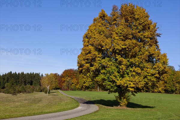 Path through a field with autumn trees