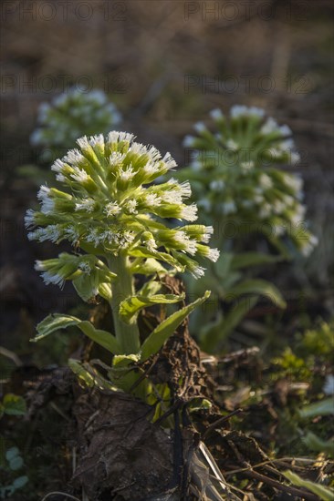 White Butterbur (Petasites albus)