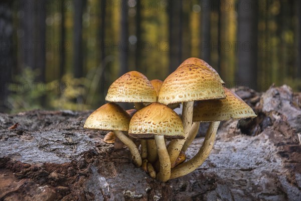 Golden Scalycap (Pholiota aurivellus) on the trunk of a beech