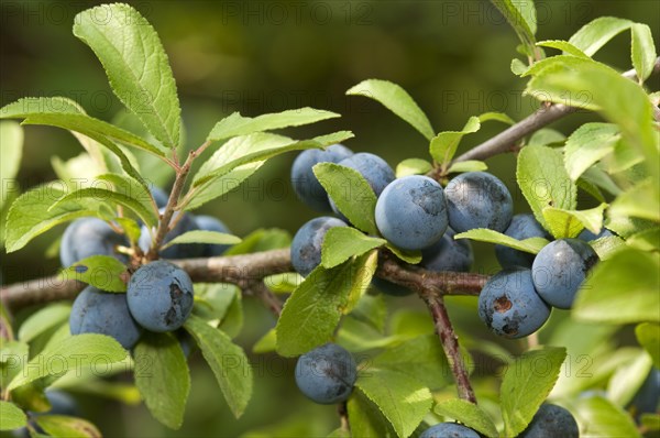 Fruit of the Sloe or Blackthorn (Prunus spinosa)