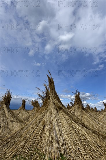 Reed put up for drying