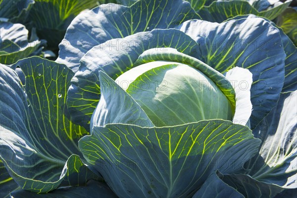 White Cabbage (Brassica oleracea)