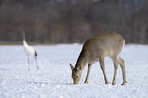 Hokkaido sika deer