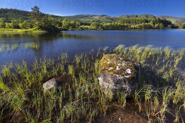Loch Trool in the Galloway Forest Park