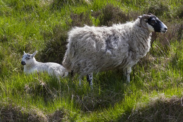 Sheep and lamb