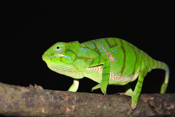 Timoni Chameleon (Furcifer timoni)