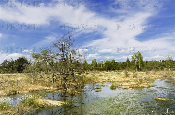 Flooded bog with blooming Hare's-tail Cottongrass