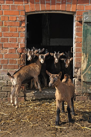 Goatlings or kids standing at the barn door on an organic farm