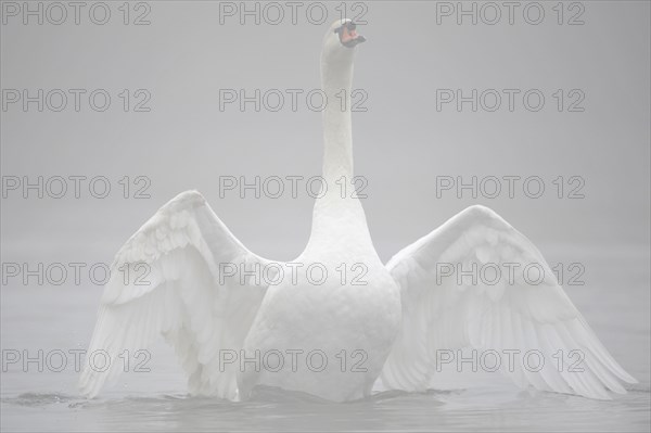 Mute Swan (Cygnus olor) flapping its wings in the fog