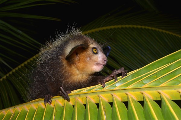 Aye-aye (Daubentonia madagascariensis) on a palm frond