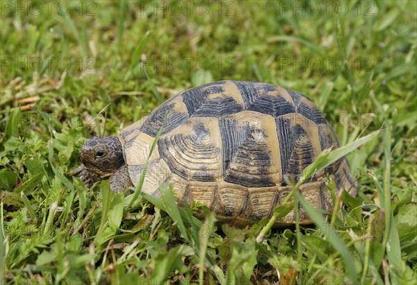 Spur-thighed Tortoise (Testudo graeca)