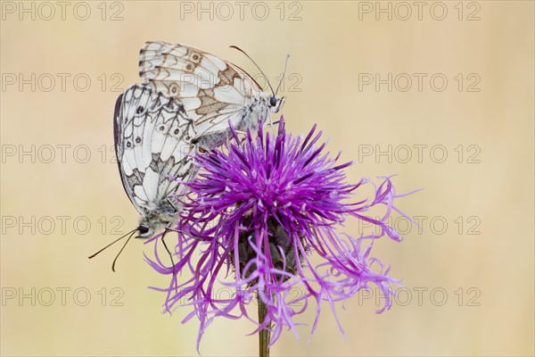 Marbled White Butterfly (melanargia galathea) pair mating on Brown Knapweed (Centaurea jacea)