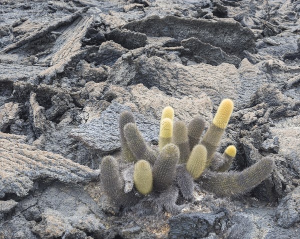 Lava Cactus (Brachycereus nesioticus)