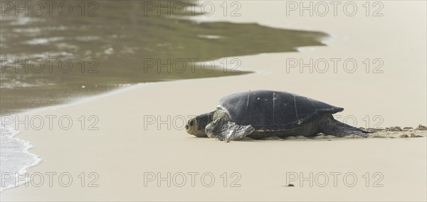 Green Sea Turtle or Pacific Green Turtle (Chelonia mydas japonica) on the way to the sea