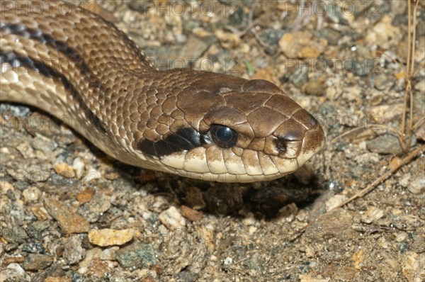 Four-lined Snake (Elaphe quatorlineata)