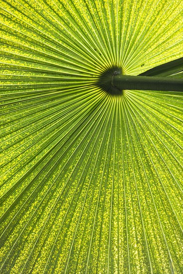 Chinese Windmill Palm (Trachycarpus fortunei)