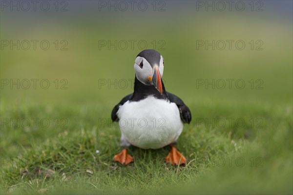 Puffin (Fratercula arctica)