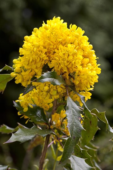 Oregon Grape (Mahonia aquifolium Nutt. 'Donewell')