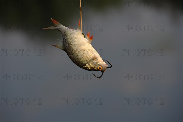 Common Rudd (Scardinius erythrophthalmus) on a fishing hook