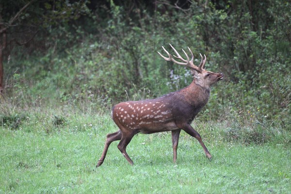 Sika Deer (Cervus nippon)