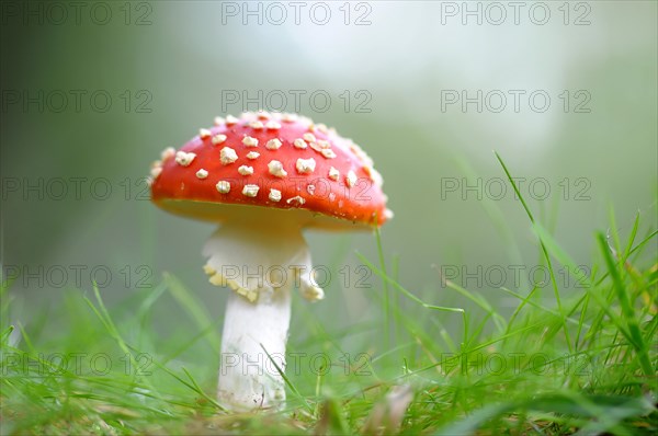 Fly Agaric (Amanita muscaria) growing on grass