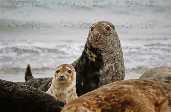 Gray Seals (Halichoerus grypus)