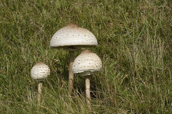 Parasol Mushrooms (Macrolepiota procera)