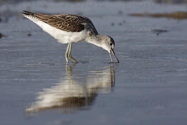 Greenshank (Tringa nebularia)