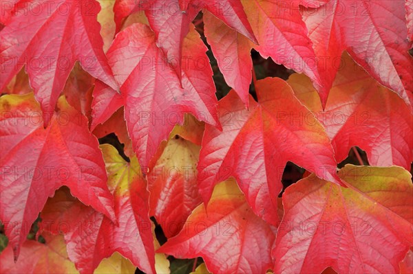 Boston ivy (Parthenocissus tricuspidata)