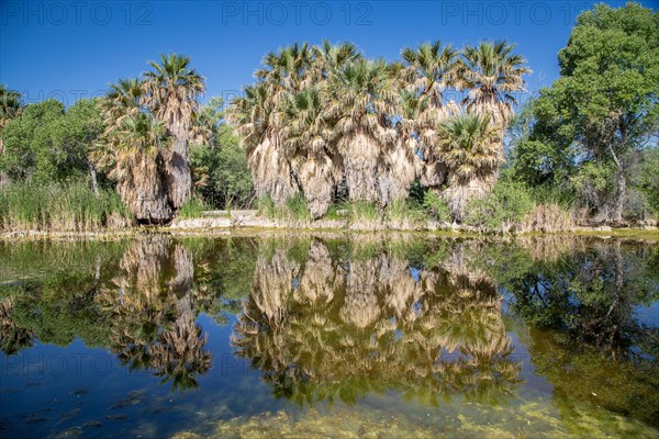 Riverbank vegetation