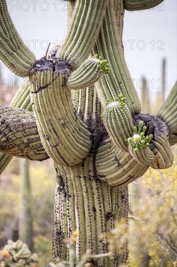 Much Branched Saguaro (Carnegiea gigantea)