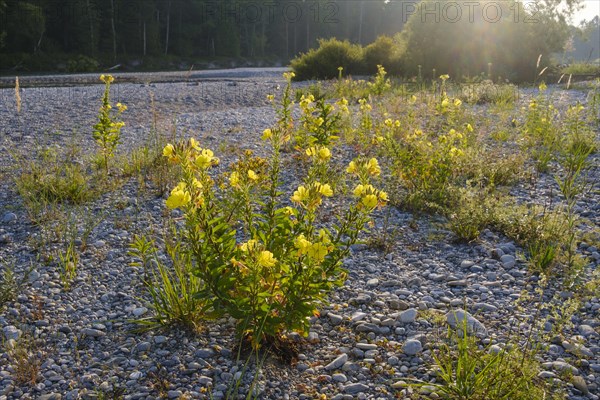 Common evening primroses (Oenothera biennis)