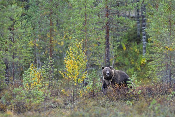 Brown Bear (Ursus arctos) in the autumnally coloured taiga or boreal forest