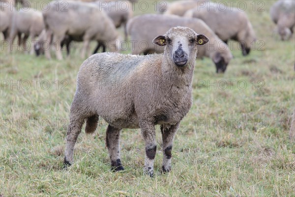 Hybrid cross between a Blackhead Persian Sheep (Ovis aries steatopyga persica) and a Merino Sheep (Ovis aries hispanica)