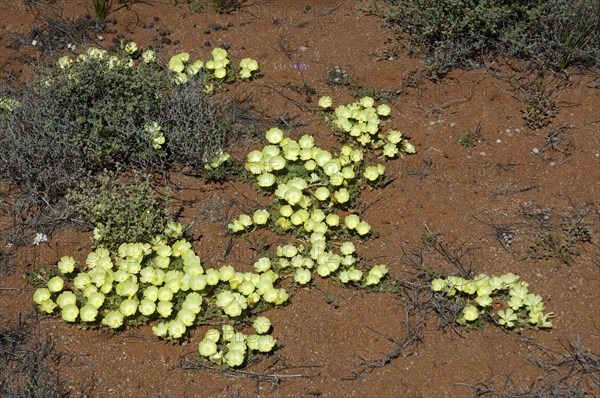 Duikerwortel or Pietsnot (Grielum humifusum)