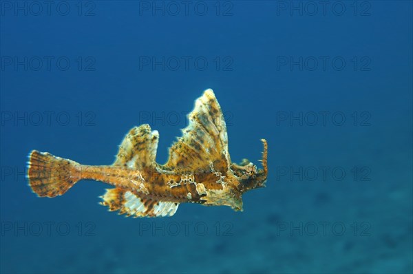 Barbed hunchback poacher (Agonomalus proboscidalis)