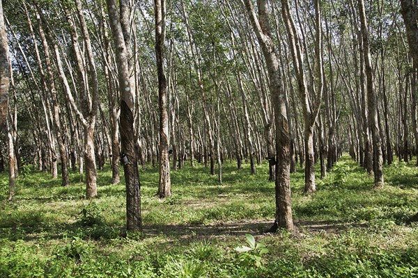 Rubber plantation