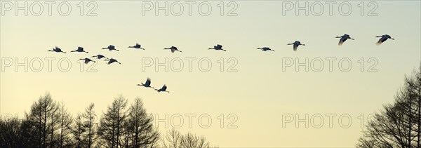 Red-crowned Cranes