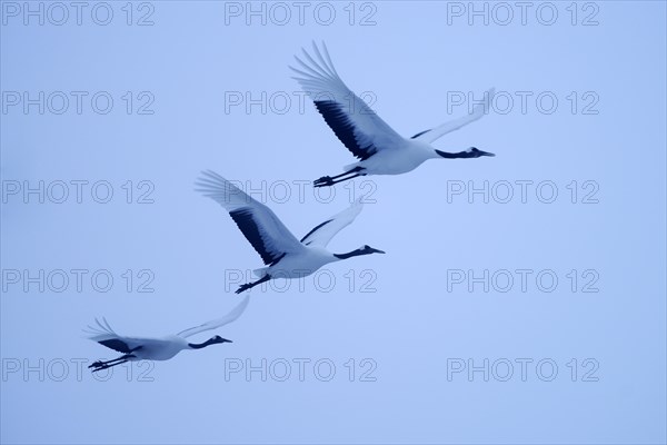 Red-crowned Cranes