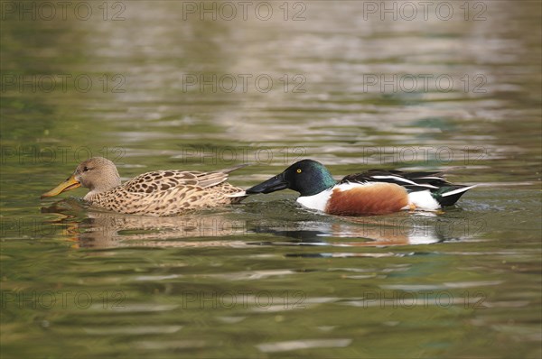 Northern Shoveler (Anas clypeata)