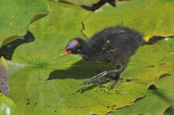 Common Moorhen or Swamp Chicken (Gallinula chloropus)