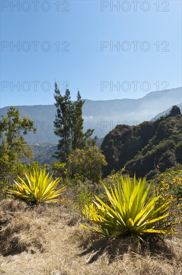 Agave (Agave) along the Sentier de la Chapelle route