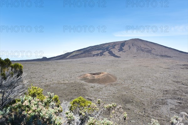 Vegetation in front of Formica Leo