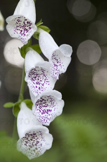 Purple Foxglove or Lady's Glove (Digitalis purpurea)