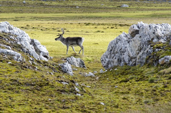 Svalbard Reindeer (Rangifer tarandus platyrhynchus)